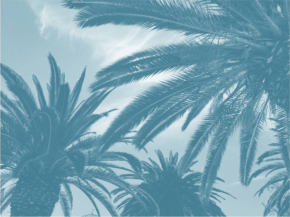 blue palm fronds
